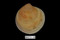 藏品(環文蛤(赤嘴仔))的圖片